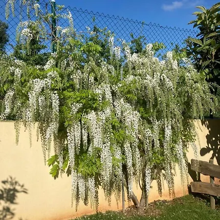 Quinta Da Sobreira Bed & Breakfast Salir de Matos